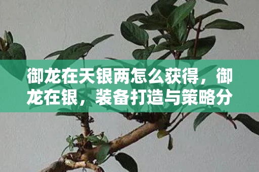 御龙在天银两怎么获得，御龙在银，装备打造与策略分析