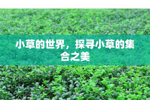 探寻小草的集合之美图片