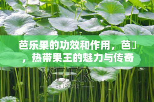芭乐果的功效和作用，芭樂，热带果王的魅力与传奇