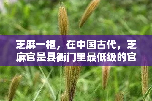 芝麻一柜，在中国古代，芝麻官是县衙门里最低级的官职，通常负责一些琐碎的事务，如收租、催税、传达命令等。虽然芝麻官职位卑微，但他们在地方社会中却扮演着不可或缺的角色。今天，我们就来聊聊这个一芝麻官的故事