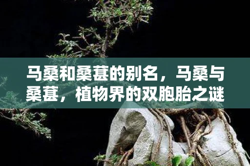 马桑和桑葚的别名，马桑与桑葚，植物界的双胞胎之谜