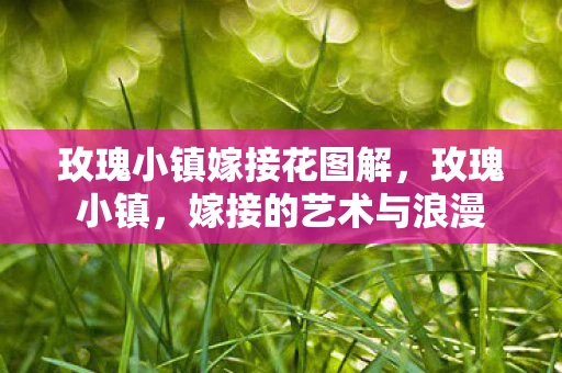 玫瑰小镇嫁接花图解，玫瑰小镇，嫁接的艺术与浪漫