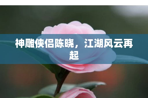 神雕侠侣陈晓图片