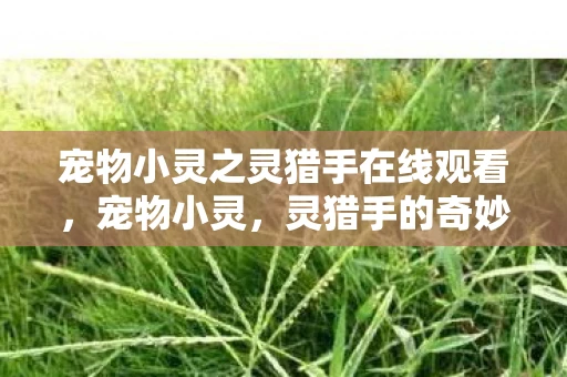 宠物小灵之灵猎手在线观看，宠物小灵，灵猎手的奇妙冒险