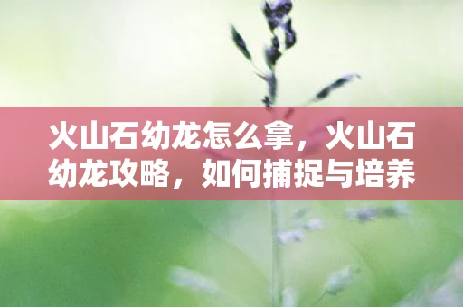 火山石幼龙怎么拿，火山石幼龙攻略，如何捕捉与培养这只神秘生物