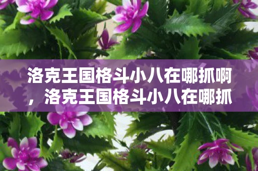 洛克王国格斗小八在哪抓啊，洛克王国格斗小八在哪抓