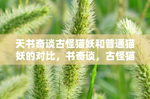 天书奇谈古怪猫妖和普通猫妖的对比，书奇谈，古怪猫妖的奇幻之旅