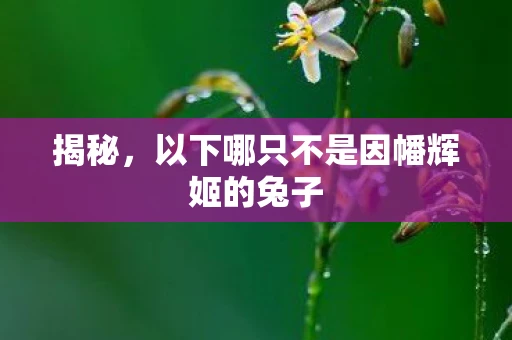 揭秘，以下哪只不是因幡辉姬的兔子