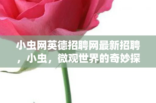 小虫网英德招聘网最新招聘，小虫，微观世界的奇妙探险