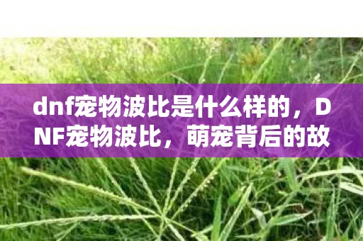 dnf宠物波比是什么样的，DNF宠物波比，萌宠背后的故事与养成攻略