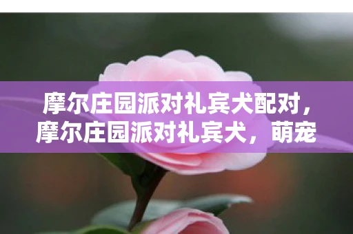 摩尔庄园派对礼宾犬配对，摩尔庄园派对礼宾犬，萌宠新宠，欢乐无限