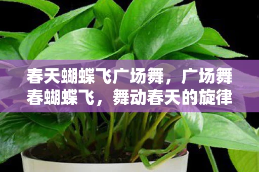 春天蝴蝶飞广场舞，广场舞春蝴蝶飞，舞动春天的旋律