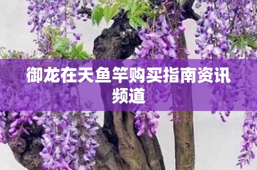 御龙在天鱼竿购买指南资讯频道图片