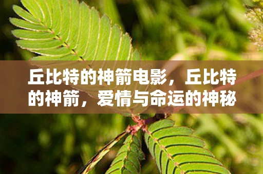 丘比特的神箭电影，丘比特的神箭，爱情与命运的神秘交织