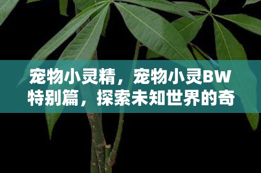 宠物小灵精，宠物小灵BW特别篇，探索未知世界的奇妙旅程