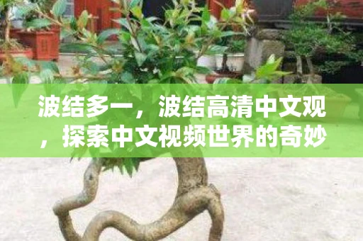 波结多一，波结高清中文观，探索中文视频世界的奇妙之旅