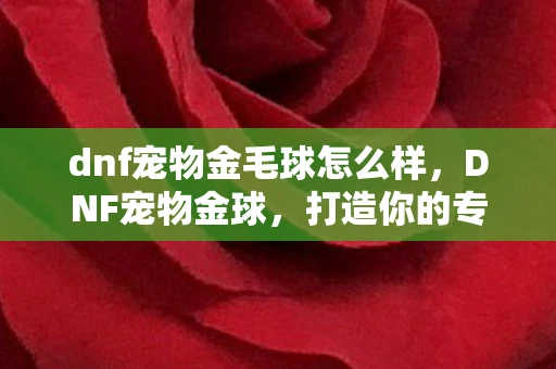 dnf宠物金毛球怎么样，DNF宠物金球，打造你的专属萌宠，提升战斗实力