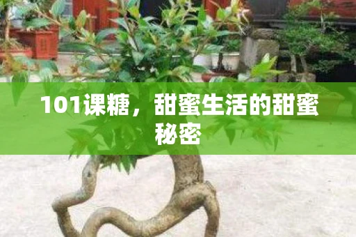 101课糖，甜蜜生活的甜蜜秘密