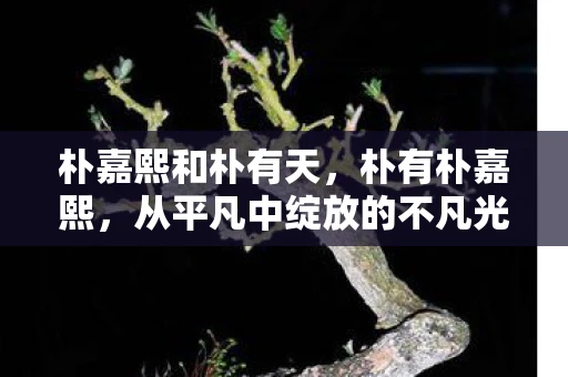 朴嘉熙和朴有天，朴有朴嘉熙，从平凡中绽放的不凡光芒