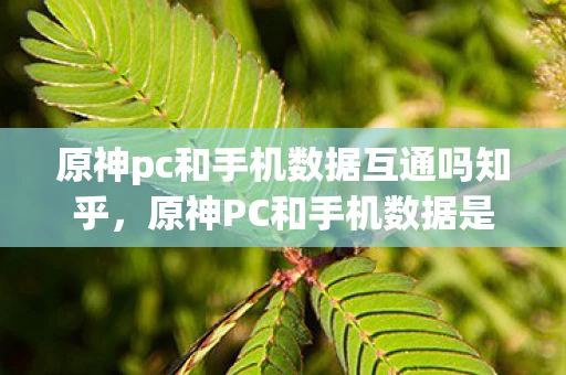 原神pc和手机数据互通吗知乎，原神PC和手机数据是否互通？详解游戏跨平台数据同步机制