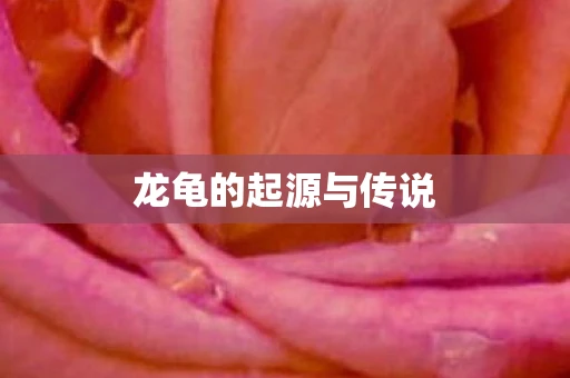 龙龟的起源与传说 龙龟的起源与传说