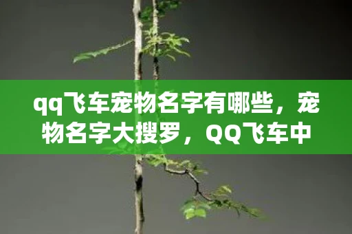 qq飞车宠物名字有哪些，宠物名字大搜罗，QQ飞车中的萌宠命名艺术