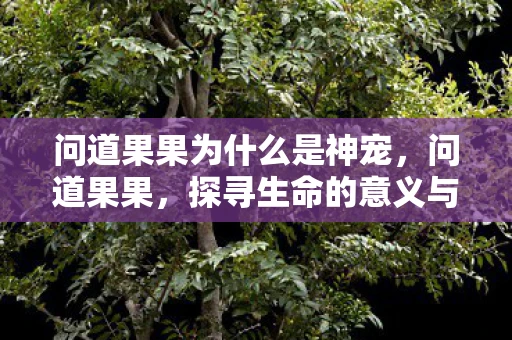 问道果果为什么是神宠,问道果果,探寻生命的意义与成长的价值 问道果果为什么是神宠,问道果果,探寻生命的意义与成长的价值