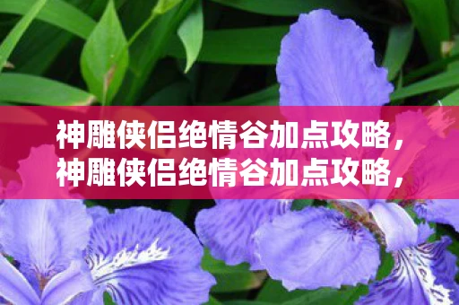 神雕侠侣绝情谷加点攻略，神雕侠侣绝情谷加点攻略，打造最强角色