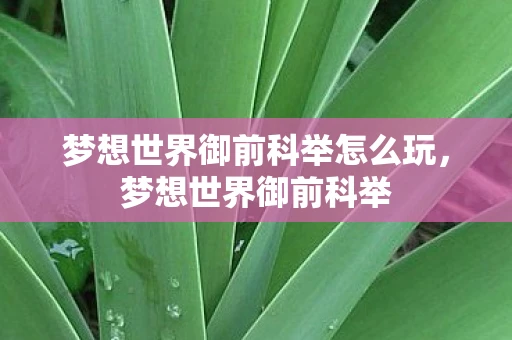 梦想世界御前科举怎么玩，梦想世界御前科举