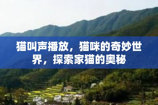 猫叫声播放,猫咪的奇妙世界,探索家猫的奥秘 猫叫声播放,猫咪的奇妙世界,探索家猫的奥秘