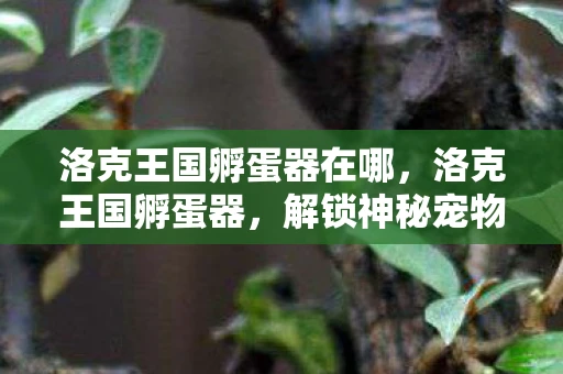 洛克王国孵蛋器在哪，洛克王国孵蛋器，解锁神秘宠物的奇妙之旅
