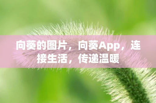 向葵的图片，向葵App，连接生活，传递温暖