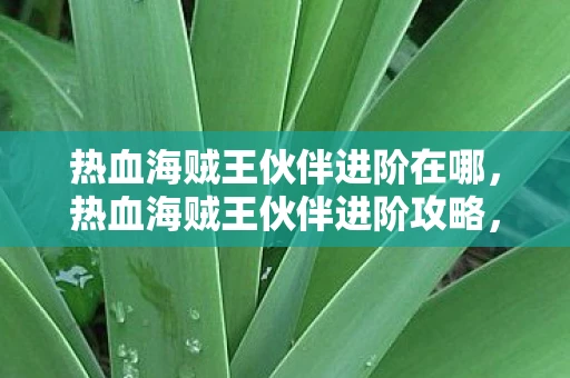 热血海贼王伙伴进阶在哪，热血海贼王伙伴进阶攻略，打造你的终极阵容