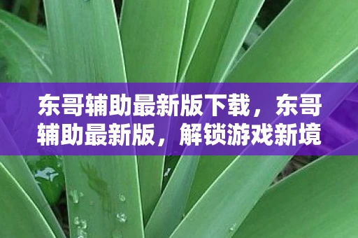东哥辅助最新版下载，东哥辅助最新版，解锁游戏新境界的必备神器