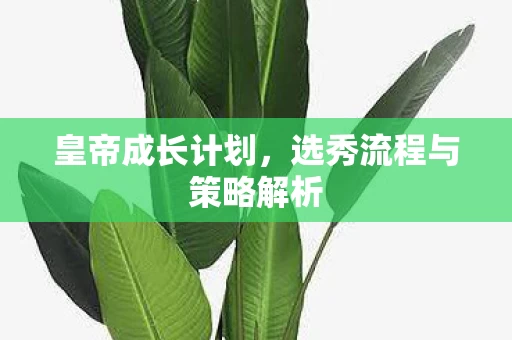 选秀流程与策略解析图片