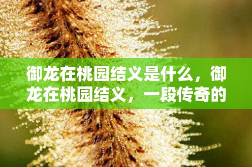 御龙在桃园结义是什么，御龙在桃园结义，一段传奇的起点