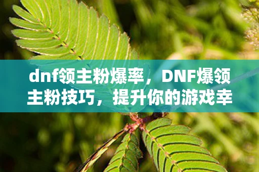 dnf领主粉爆率，DNF爆领主粉技巧，提升你的游戏幸运值