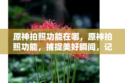 原神拍照功能在哪，原神拍照功能，捕捉美好瞬间，记录你的冒险旅程