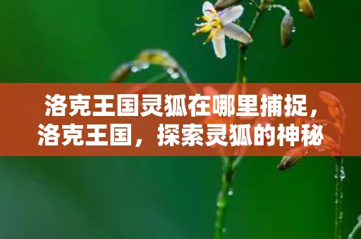 洛克王国灵狐在哪里捕捉，洛克王国，探索灵狐的神秘踪迹