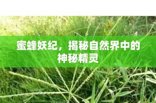 蜜蜂妖纪，揭秘自然界中的神秘精灵