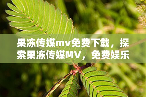果冻传媒mv免费下载，探索果冻传媒MV，免费娱乐的新选择