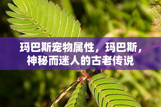 玛巴斯宠物属性,玛巴斯,神秘而迷人的古老传说 玛巴斯宠物属性,玛巴斯,神秘而迷人的古老传说