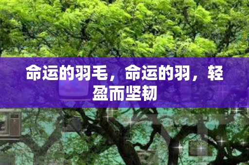 命运的羽毛,命运的羽,轻盈而坚韧 命运的羽毛,命运的羽,轻盈而坚韧