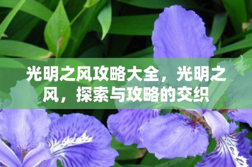 光明之风攻略大全，光明之风，探索与攻略的交织