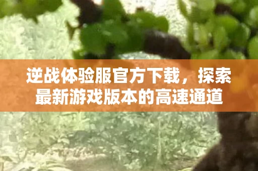 探索最新游戏版本的高速通道图片