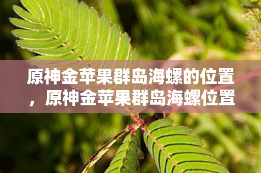 原神金苹果群岛海螺的位置，原神金苹果群岛海螺位置全解析