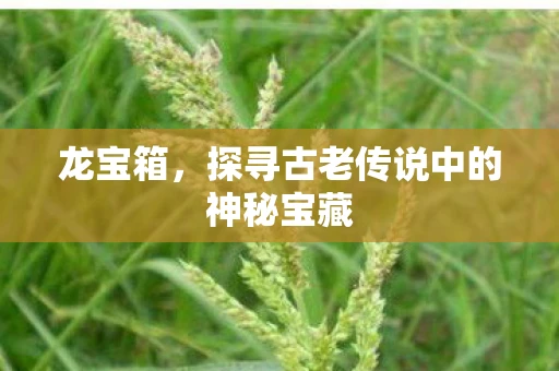 龙宝箱,探寻古老传说中的神秘宝藏 龙宝箱,探寻古老传说中的神秘宝藏