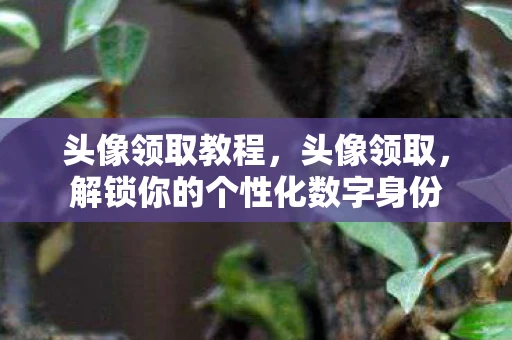 头像领取教程，头像领取，解锁你的个性化数字身份