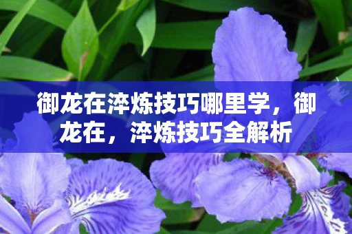 御龙在淬炼技巧哪里学，御龙在，淬炼技巧全解析