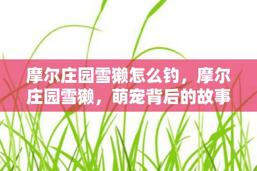 摩尔庄园雪獭怎么钓，摩尔庄园雪獭，萌宠背后的故事